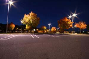 The Best Trees for Your Parking Lot