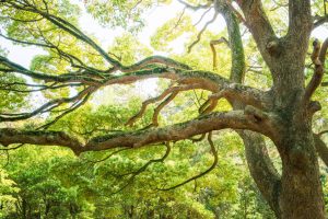 Choosing the Right Tree for Your Tree House