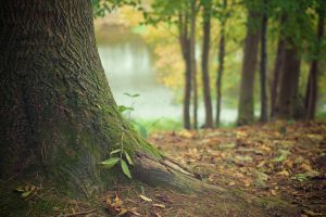 A tree in the forest. 