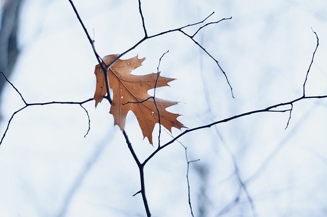 A single leaf on a dead tree 