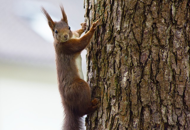 A squirrel clinging to a tree 