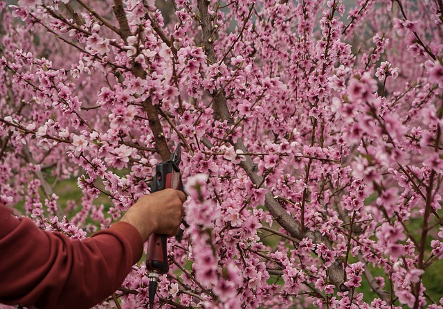 A man pruning a peach tree