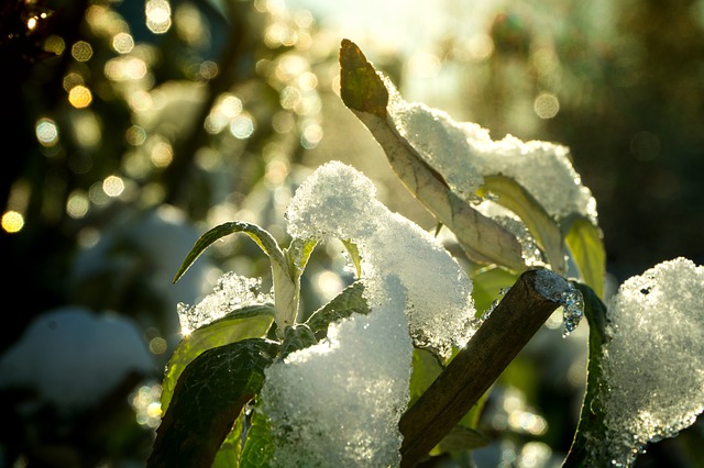 Snow on a tree's leaves 