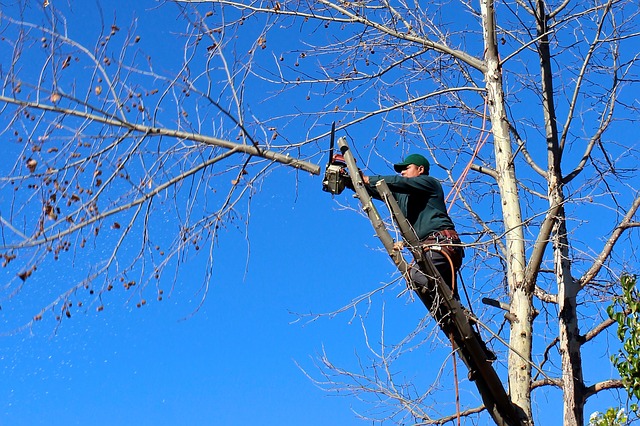 A man trimming a tree for spring