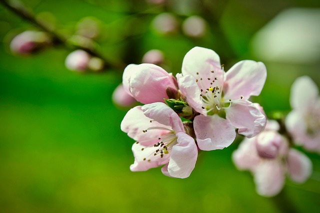 A few pink peach blossoms. 