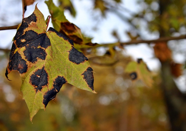 Tar stain illness on a maple tree