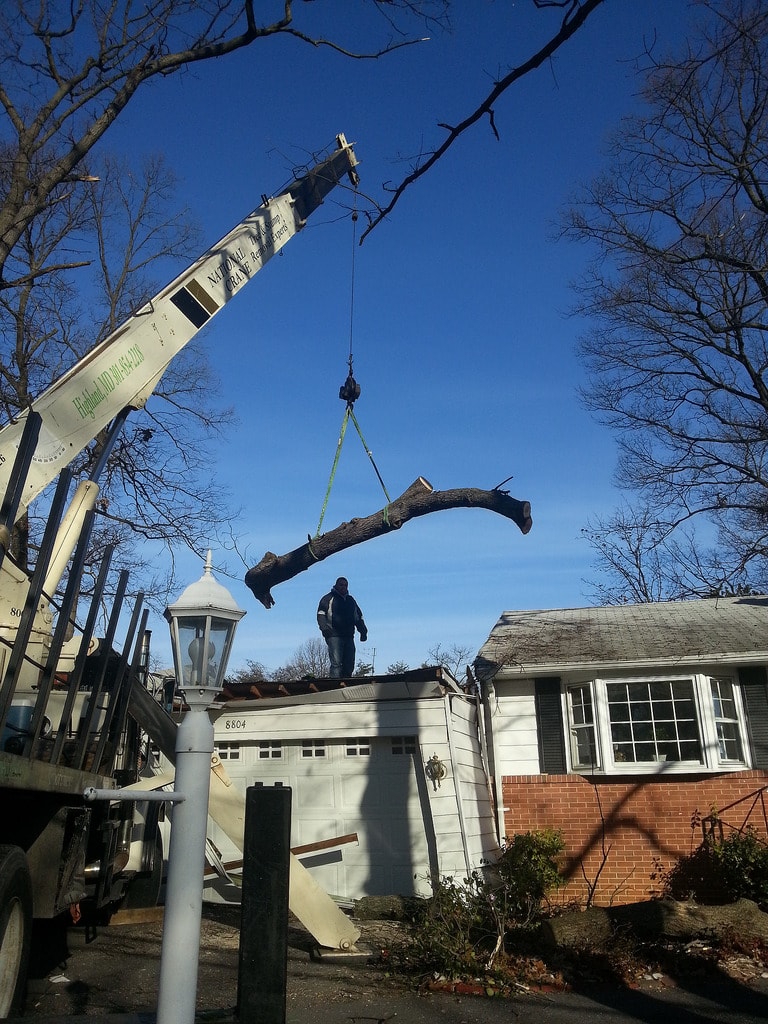 best time to cut back shrubs, West Stockbridge MA