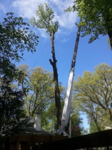 Designing a Tree-Safe Home Improvement Project