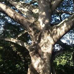 What to Do When Your Trees Die