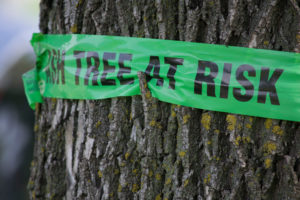 My falling oak why bark tree the off is