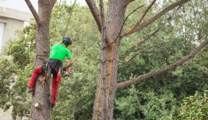 The Importance of Preventative Tree Care