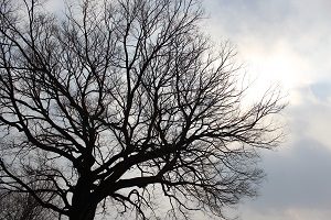 Why Your Trees Die