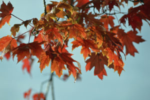 How to Choose Maple Trees to Give Your Home That Fall Feeling