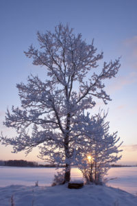 How to Care for Your Trees this Winter
