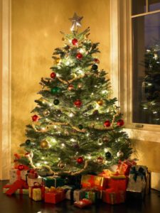 A Guide to the Top 10 Most Popular Live Holiday Trees