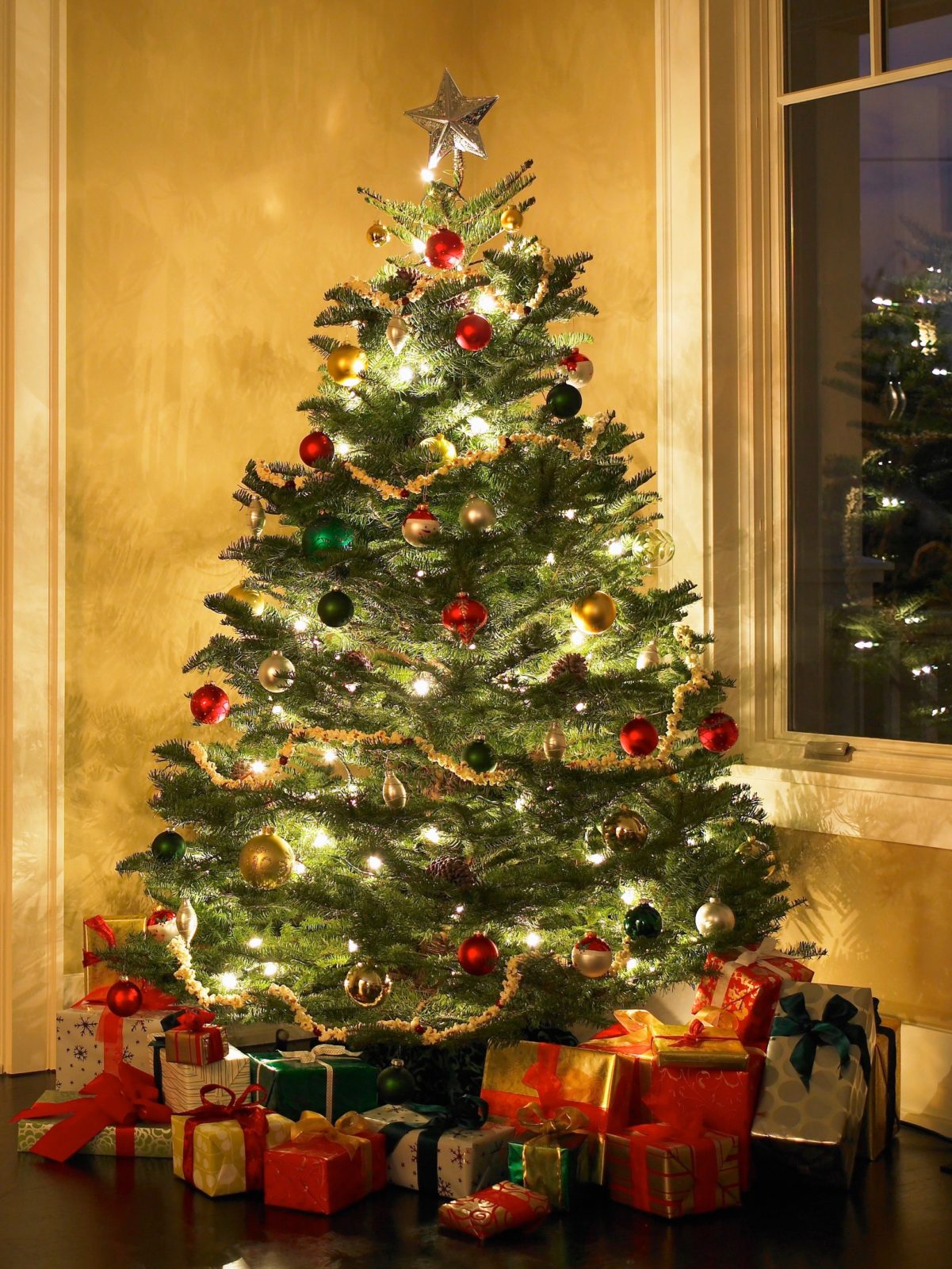 A Guide to the Top 10 Most Popular Live Holiday Trees Nelson Tree