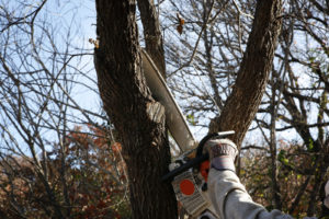 3 Tips for Properly Trimming Your Tree