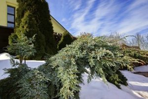 Why Does My Evergreen Tree Turn Brown in the Winter?