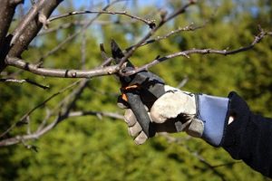 Winter Fruit Tree Care Tips