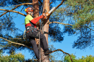 Tree Service In Mobile Al