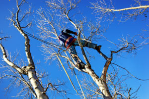 Should You Trim Dead Branches Off of Your Tree?