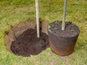 Tips for Planting a Tree This Earth Day