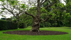 Helpful Tips for Mulching Around Your Trees