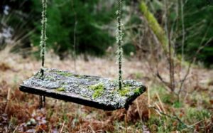 Choosing a Tree for Your Tree Swing