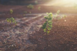 How to Care for Younger Trees