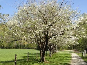 4 Ways to Care for Your Dogwood Tree