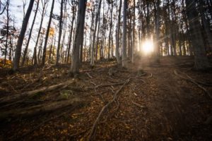 How to Help Your Tree Roots Recover
