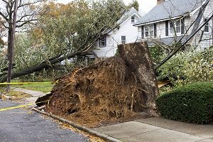 What to Do For Your Trees After a Summer Storm