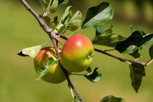 Fruit Trees: When is the Best Time to Harvest?