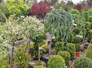 Selecting Your New Trees