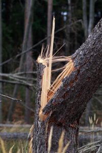 Can a Tree Grow Back From a Stump?