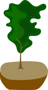 Planting and Caring for New Trees