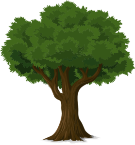 3 Ways to Care For Your Trees During a Summer Heatwave