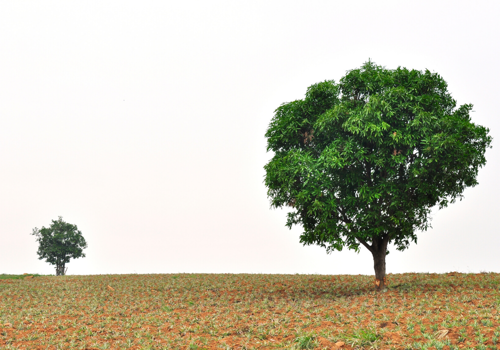 tree pruning growth