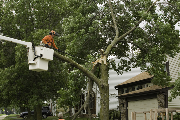 Storm damaged tree gets branch cut